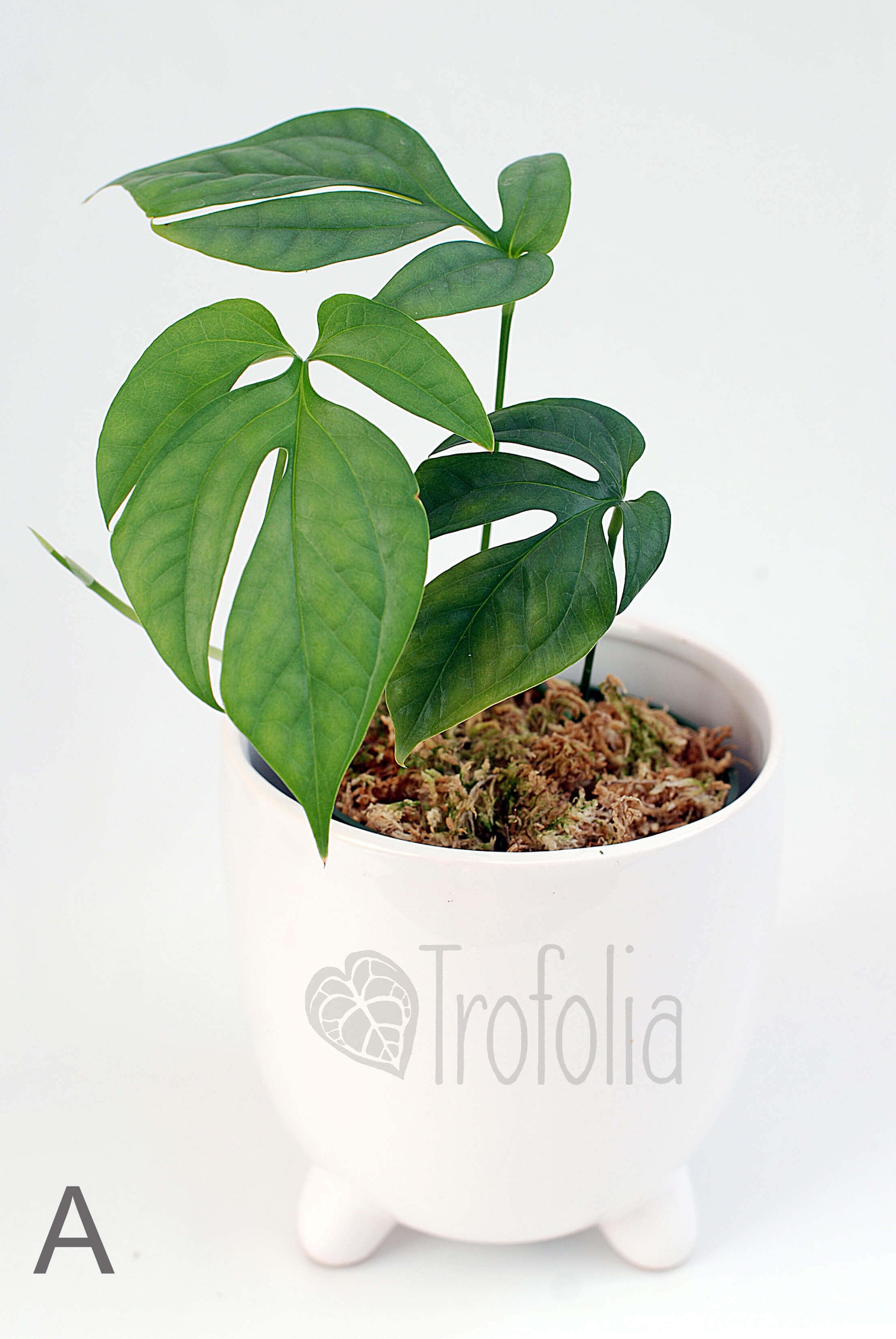 Amydrium Medium 'Silver' (multiple sizes) - Trofolia