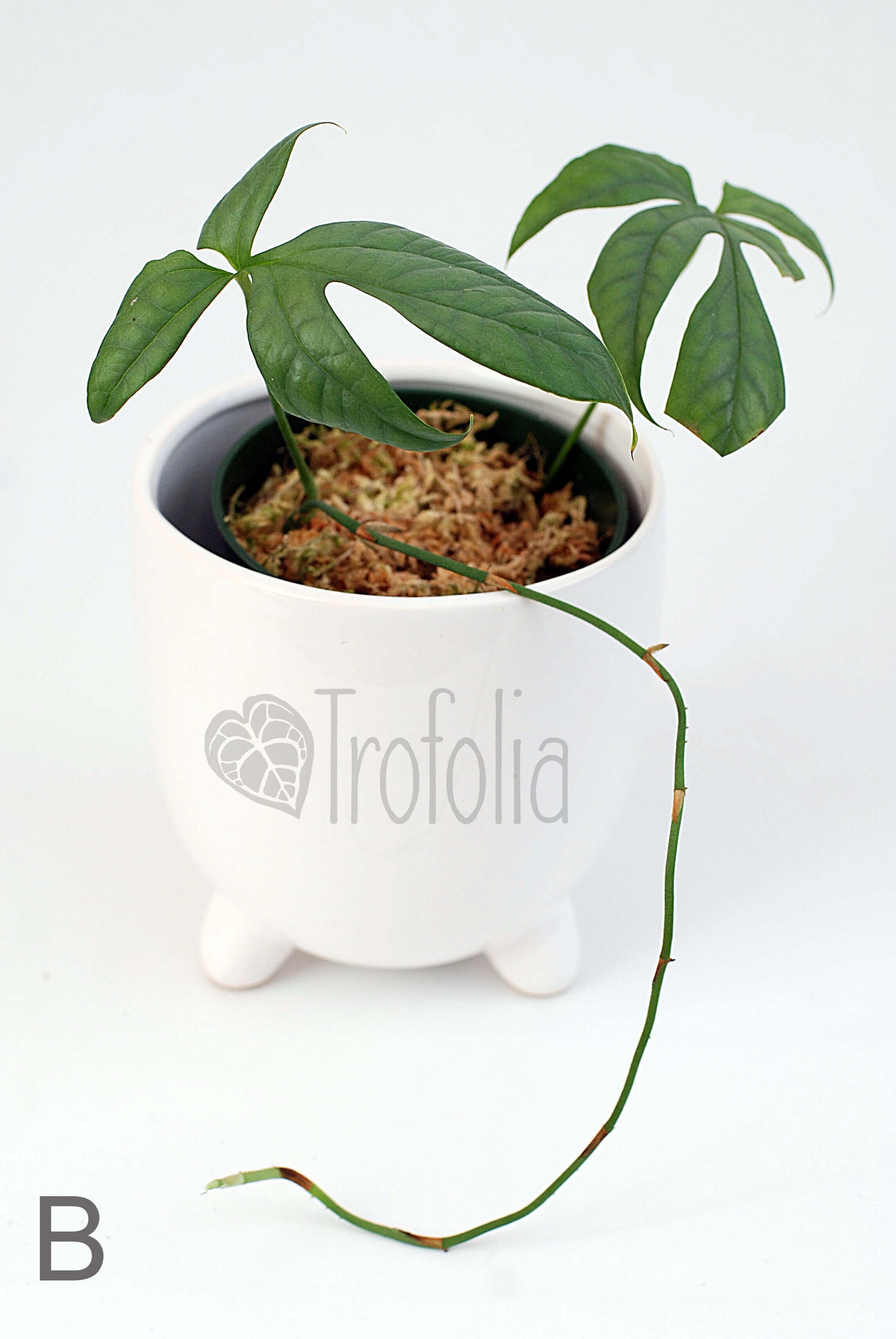 Amydrium Medium 'Silver' (multiple sizes) - Trofolia