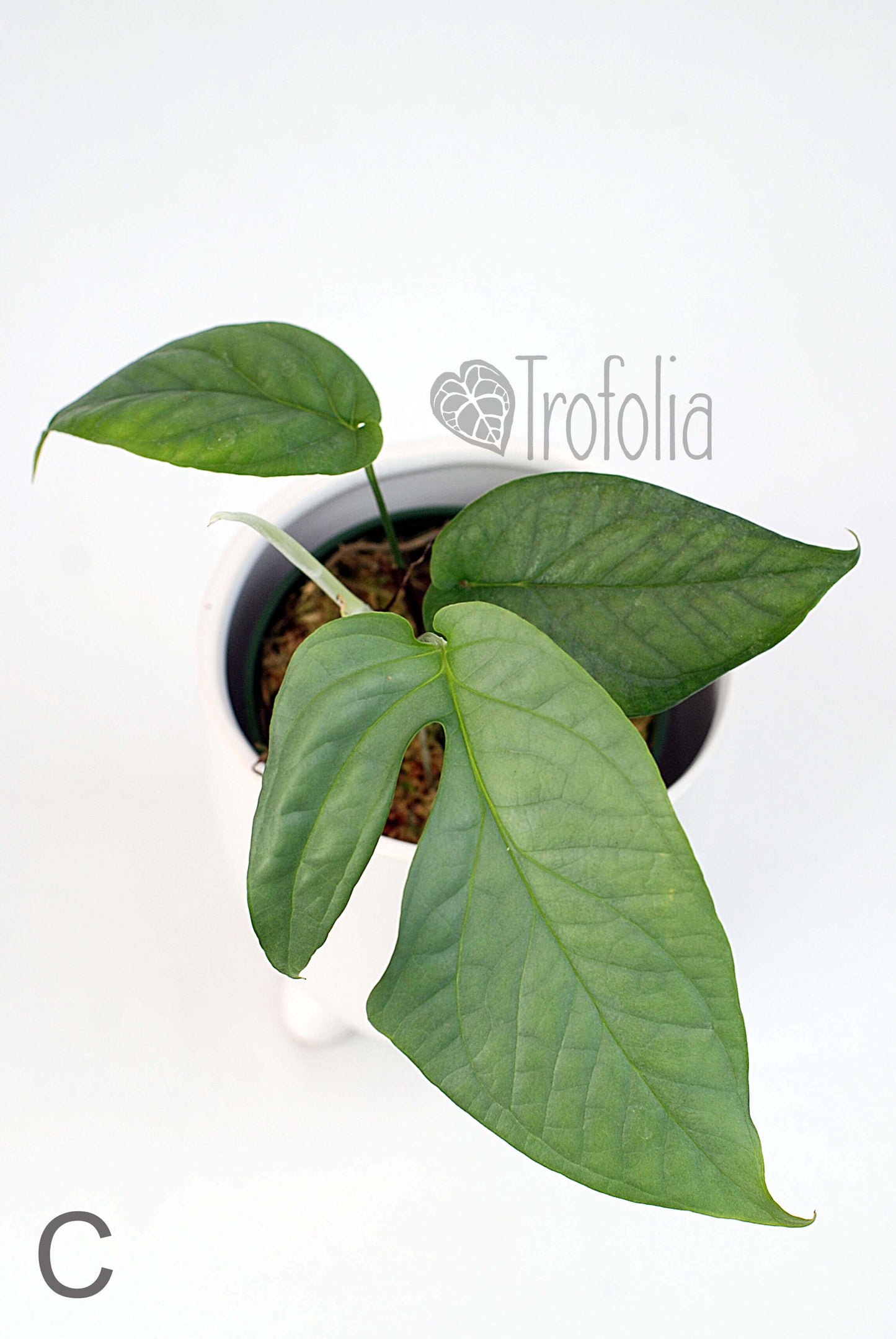 Amydrium Medium 'Silver' (multiple sizes) - Trofolia