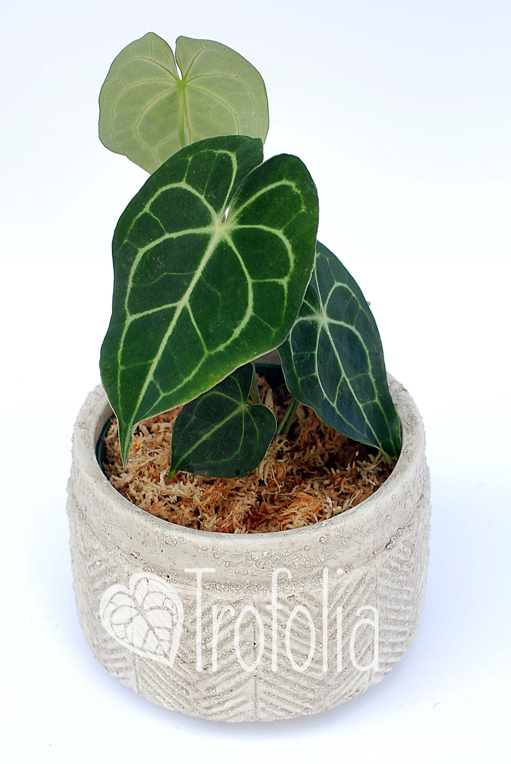 Anthurium Clarinervium - Trofolia