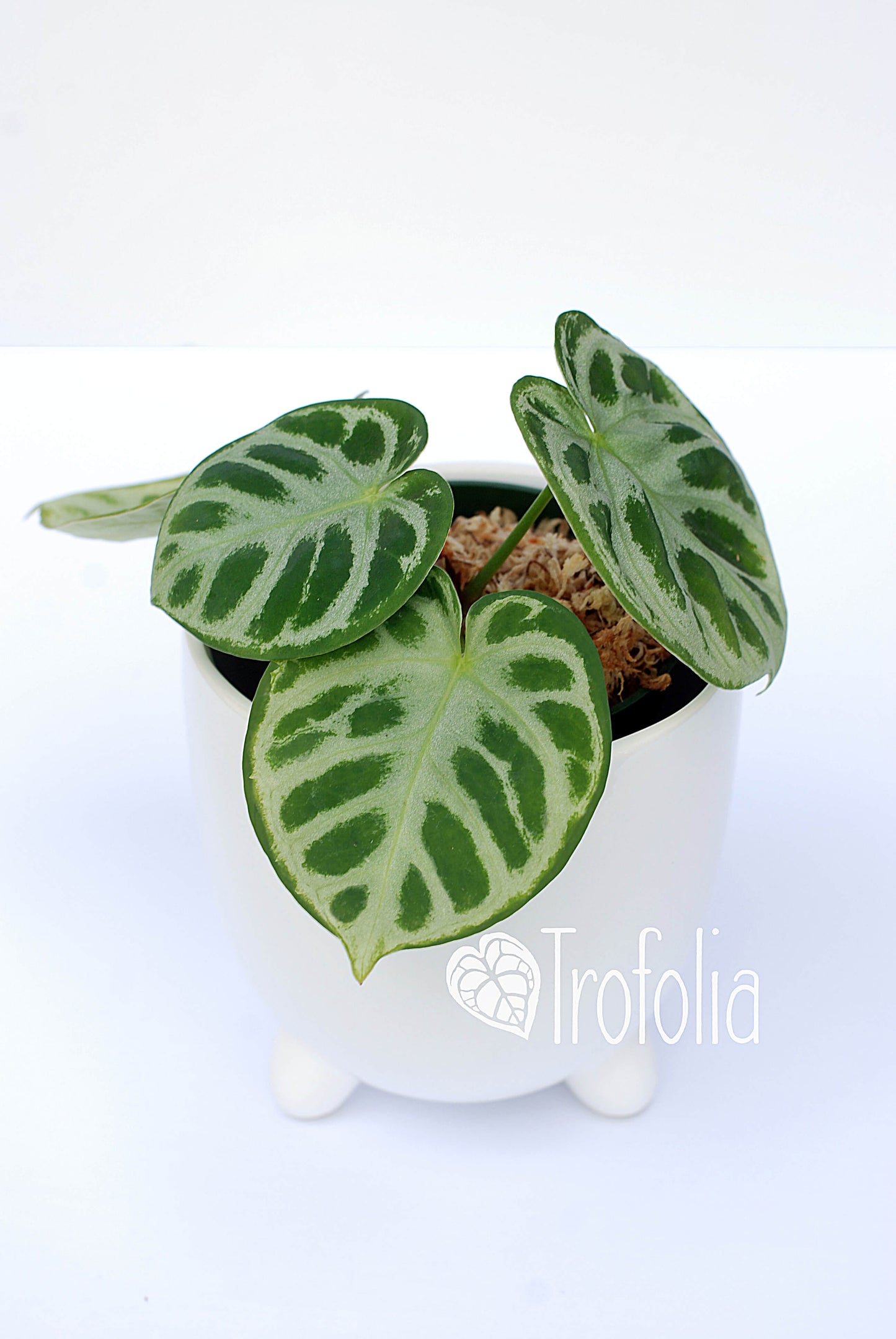 Anthurium Dorayaki Hybrid - Trofolia