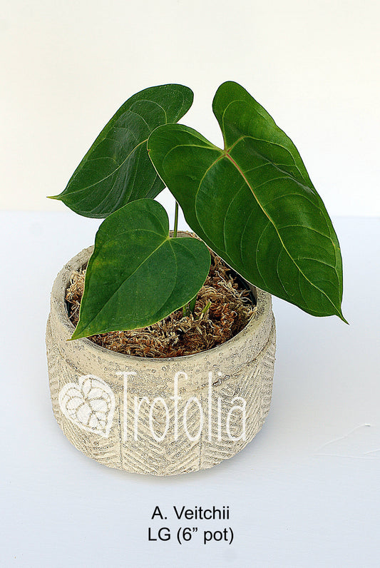 Anthurium Veitchii Hybrid (multiple sizes) - Trofolia