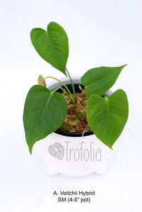Anthurium Veitchii Hybrid (multiple sizes) - Trofolia