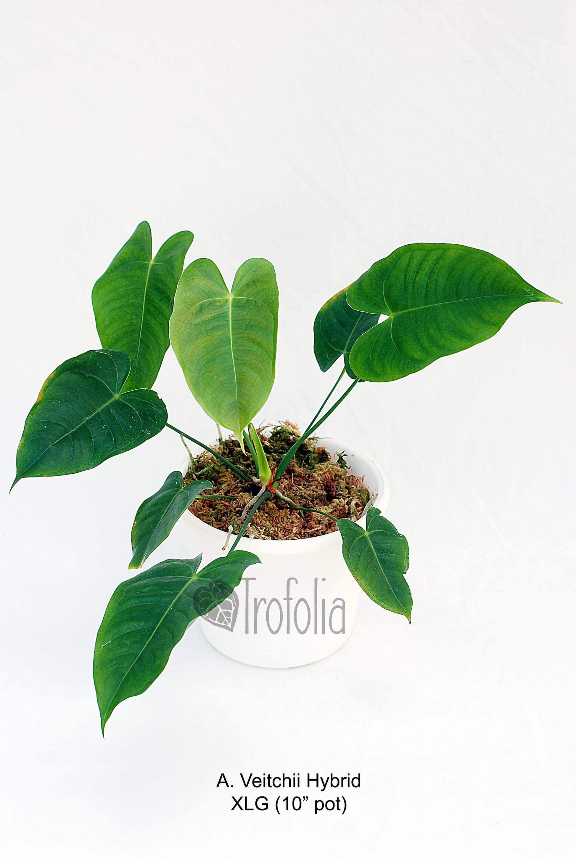 Anthurium Veitchii Hybrid (multiple sizes) - Trofolia