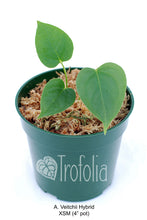 Load image into Gallery viewer, Anthurium Veitchii Hybrid (multiple sizes) - Trofolia