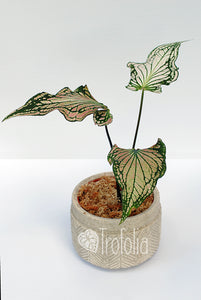 Caladium Thai Beauty - Trofolia