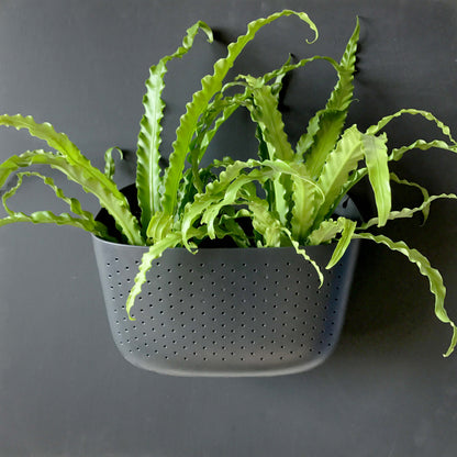 Wally Eco Charcoal Wall Planter - Trofolia