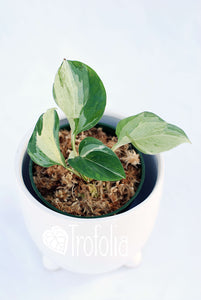 Epipremnum Aureum 'Manjula' - Trofolia