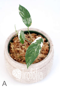 Epipremnum Pinnatum Albovariegata (multiple sizes) - Trofolia