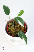 Load image into Gallery viewer, Epipremnum Pinnatum Albovariegata (multiple sizes) - Trofolia