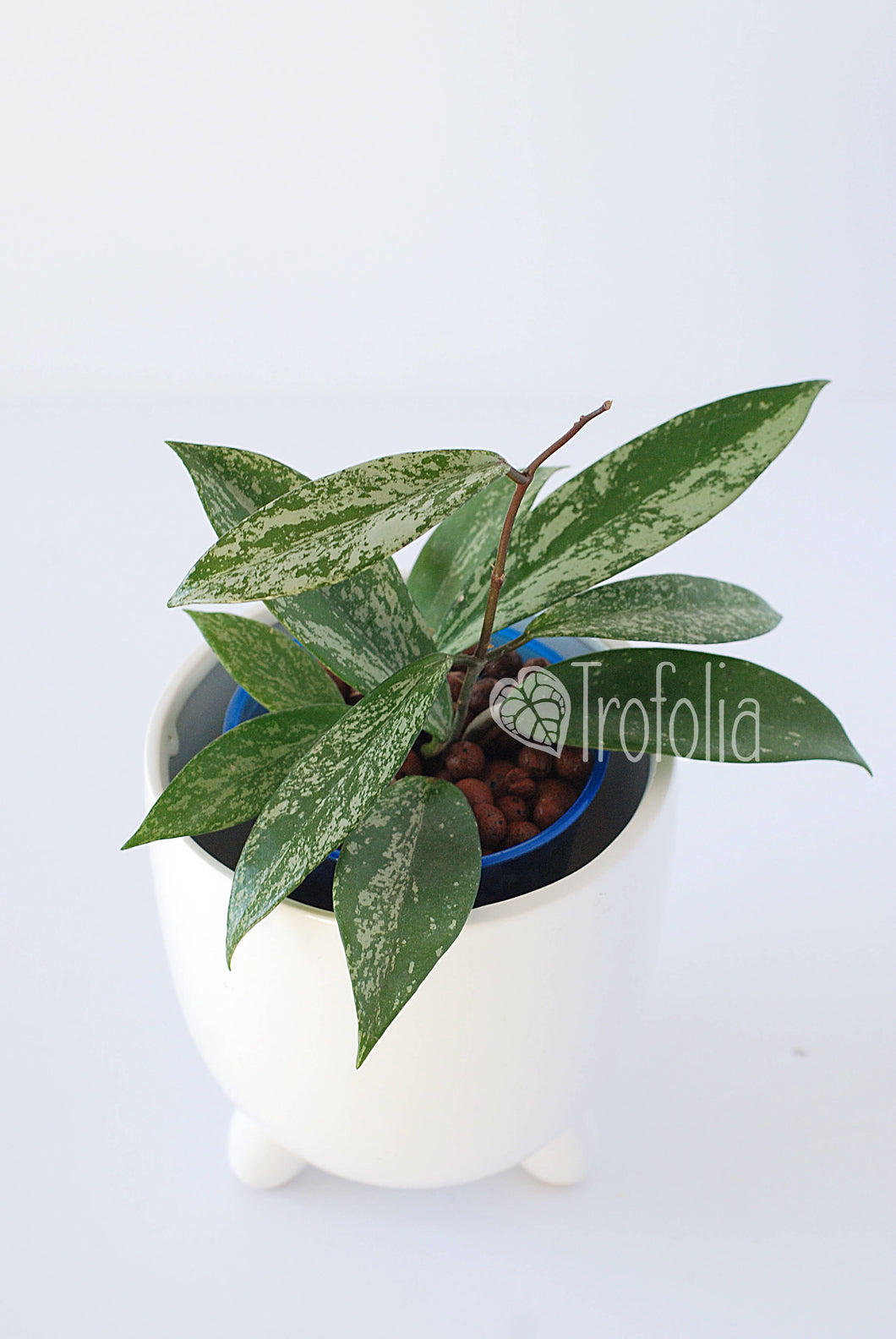 Hoya Pubicalyx Splash - Trofolia