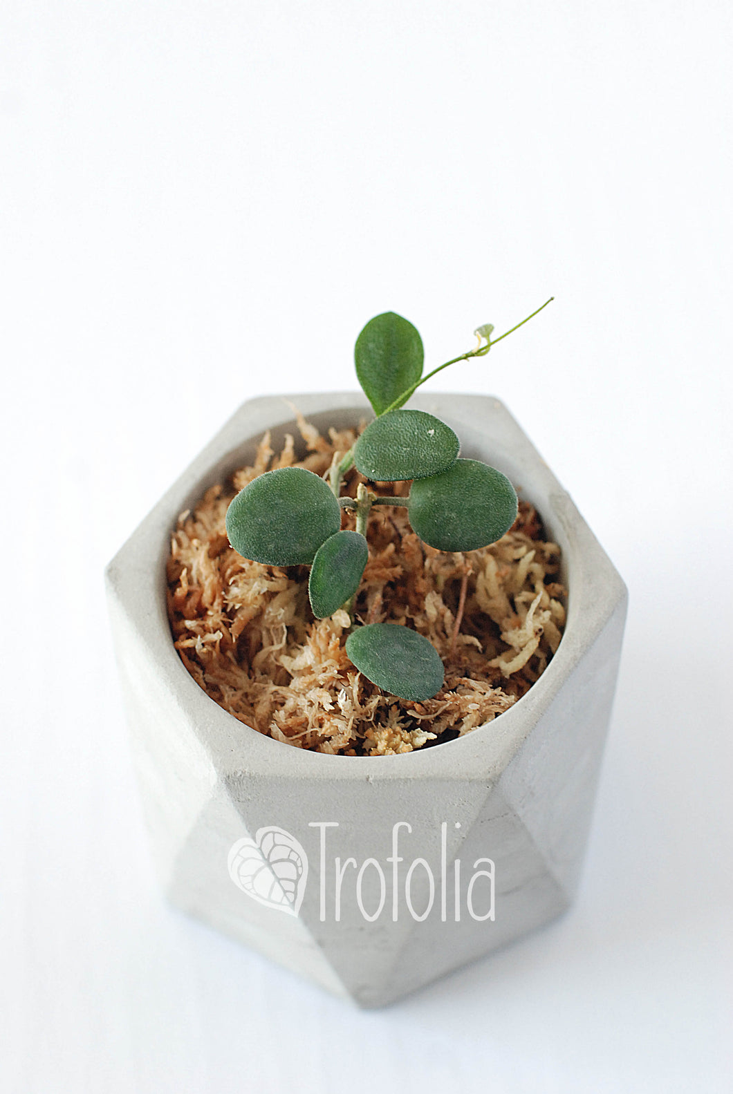Hoya Serpens - Trofolia