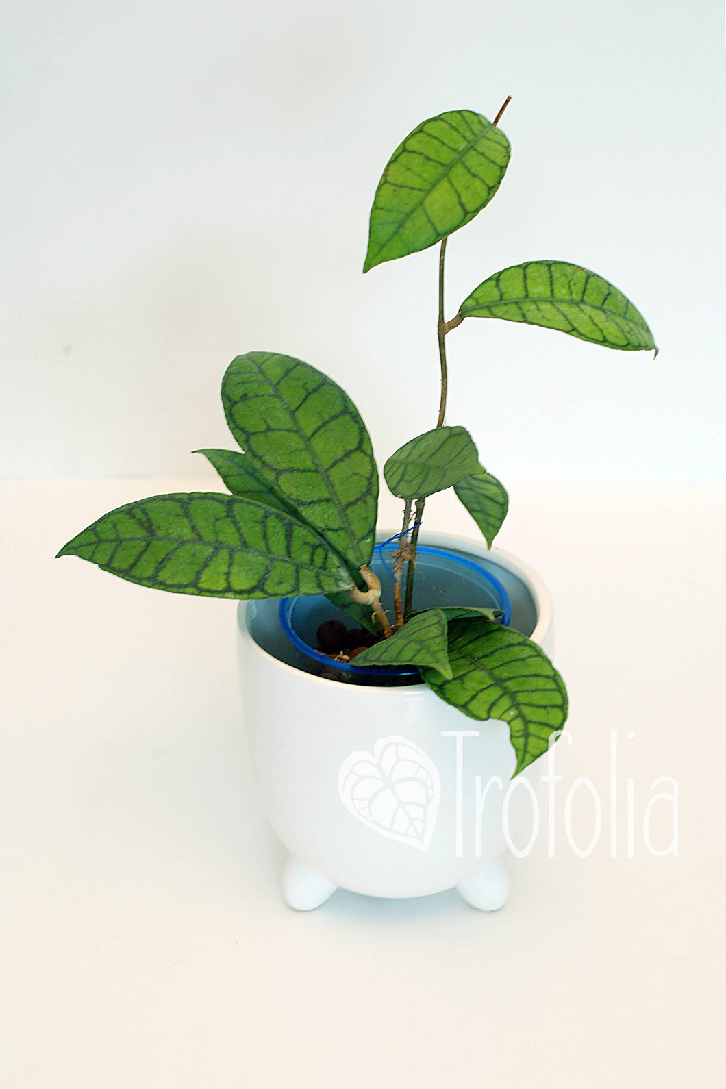 Hoya Callistophylla - Trofolia