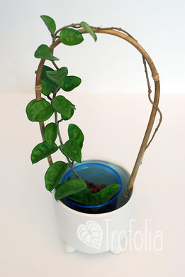 Hoya Carnosa Krinkle 8 - Trofolia