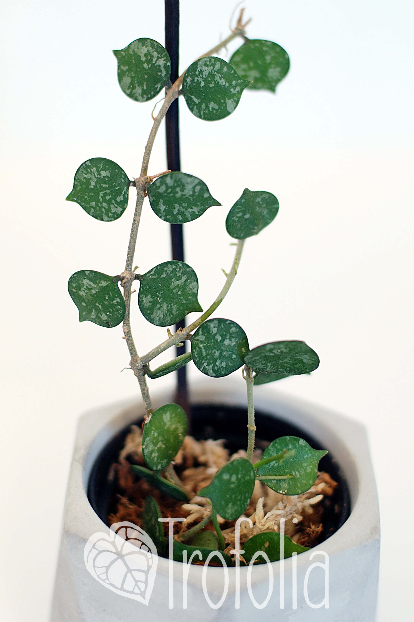 Hoya Curtisii - Trofolia