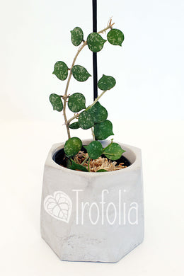 Hoya Curtisii - Trofolia