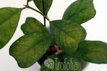 Load image into Gallery viewer, Hoya Deykeae - Trofolia