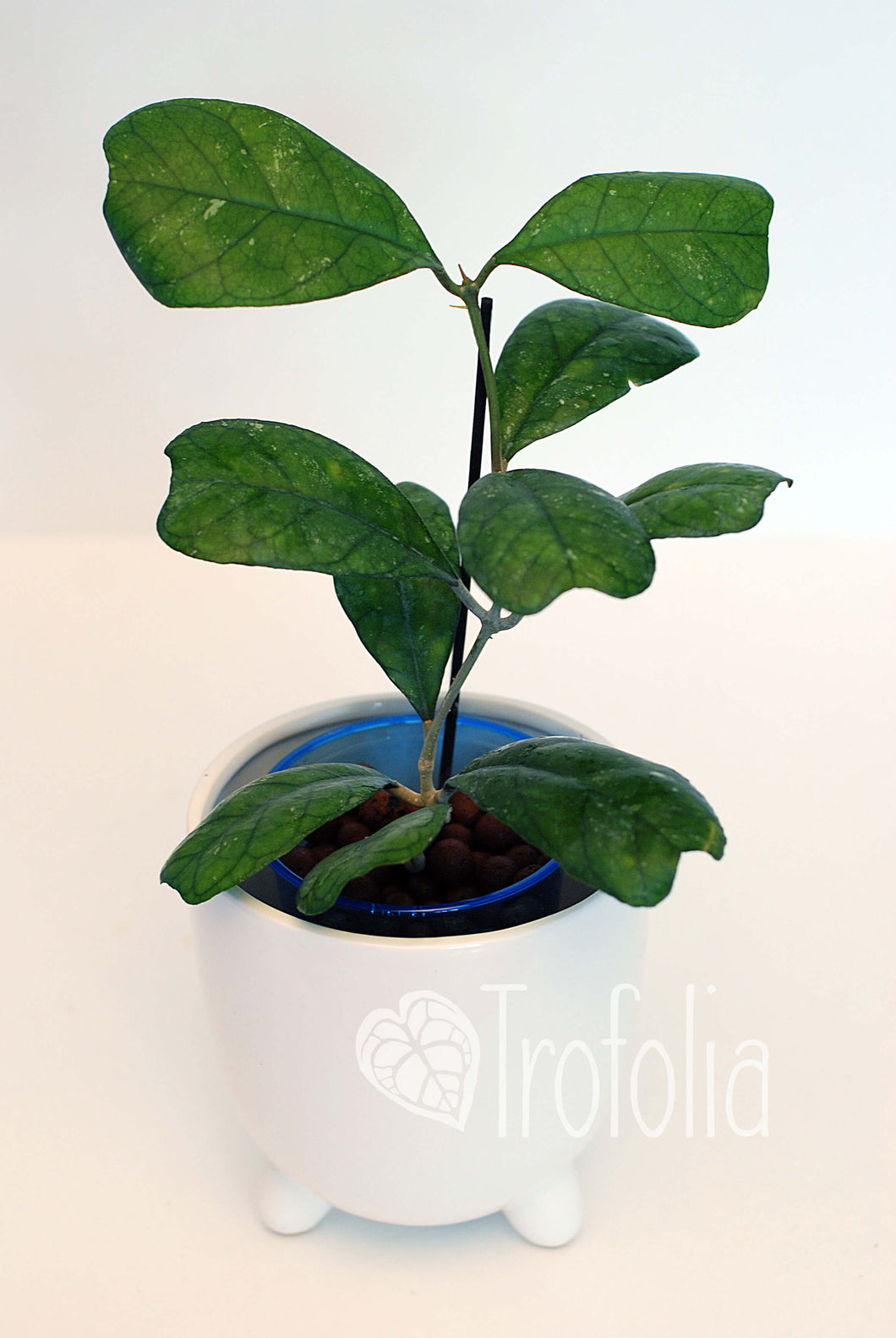 Hoya Deykeae - Trofolia