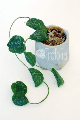Hoya Imbricata - Trofolia