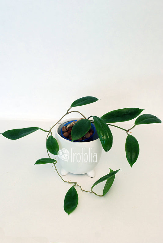 Hoya Incrassata - Trofolia