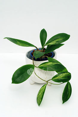 Hoya Incrassata Variegata - Trofolia