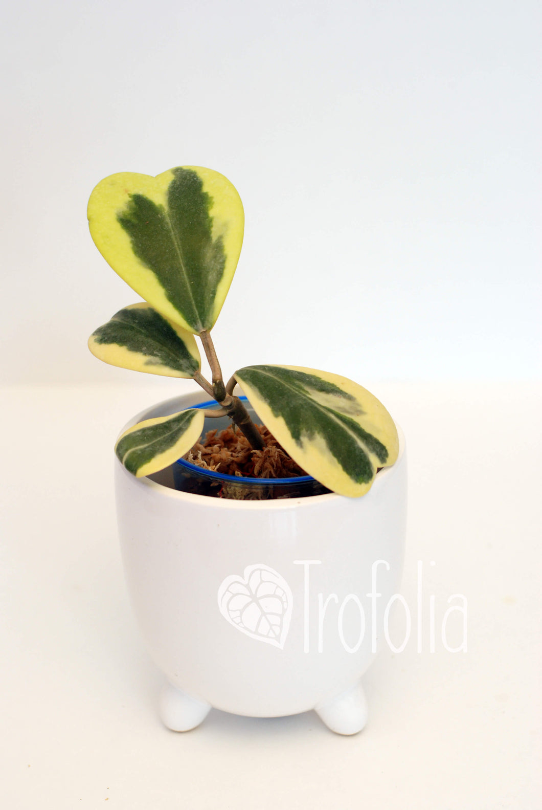 Hoya Kerrii Albovariegata - Trofolia