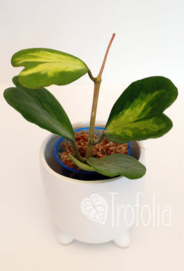Hoya Kerrii Variegata - Trofolia