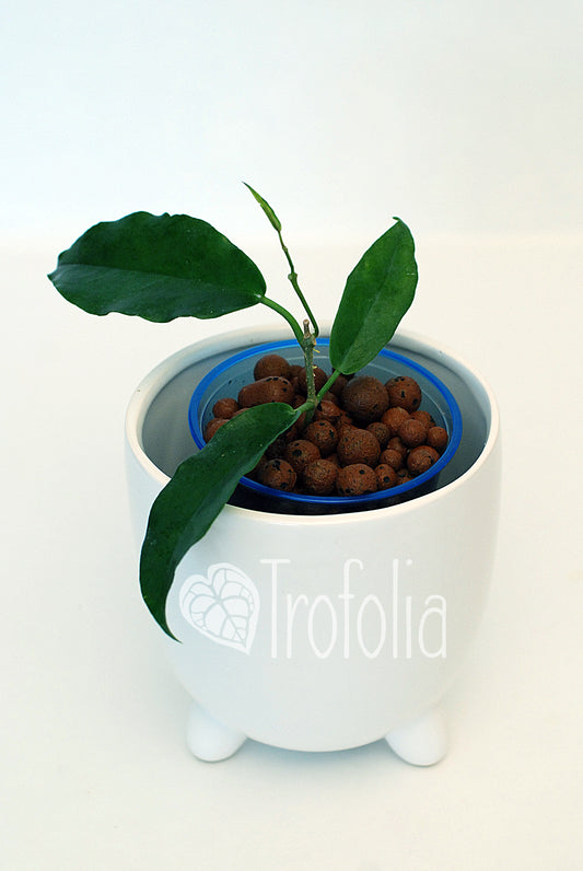 Hoya Macgillivrayi - Trofolia