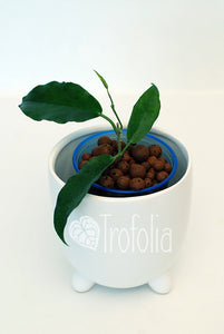 Hoya Macgillivrayi - Trofolia