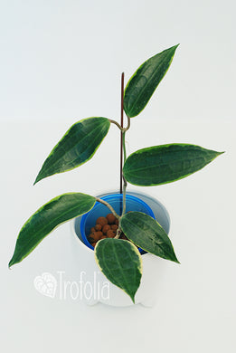 Hoya Macrophylla Albomarginata - Trofolia