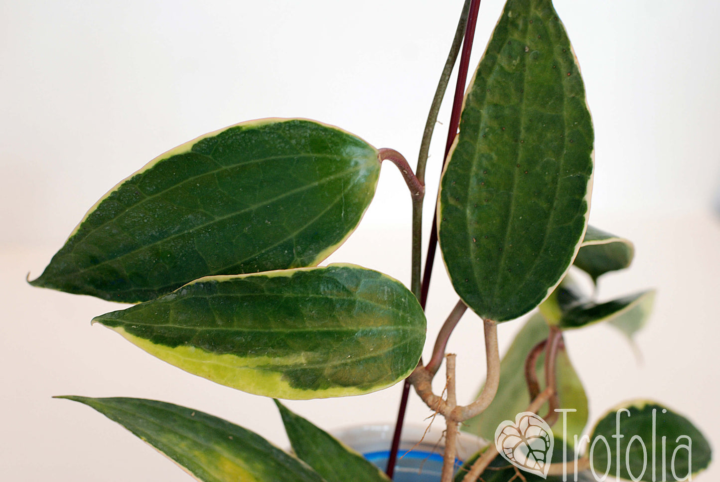 Hoya Macrophylla Albomarginata - Trofolia