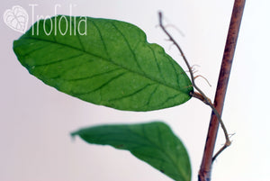 Hoya Meredithii - Trofolia