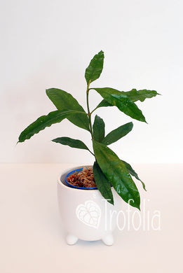 Hoya Multiflora Javanica Thai - Trofolia