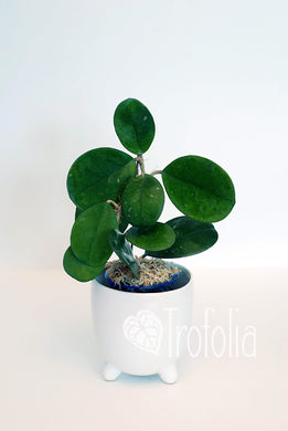 Hoya Obovata - Trofolia