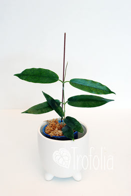 Hoya Onychoides Mercury - Trofolia