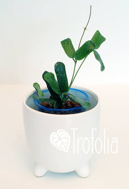 Hoya Rotundiflora - Trofolia