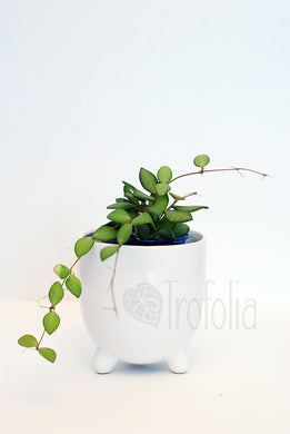 Hoya  sp. aff. Burtoniae (soft) - Trofolia