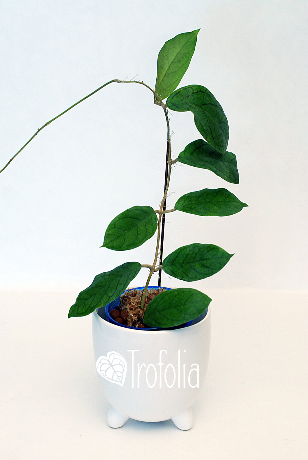 Hoya Vitellinoides - Trofolia