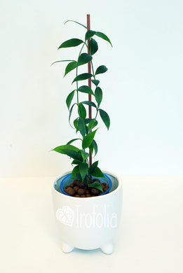 Hoya Odorata - Trofolia