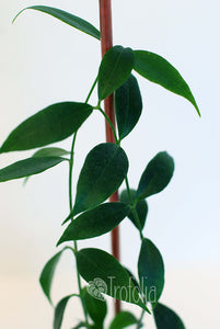 Hoya Odorata - Trofolia