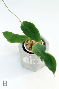 Hoya Benguentensis - Trofolia