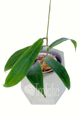 Hoya Blashernaezii ssp. Valmayoriana - Trofolia
