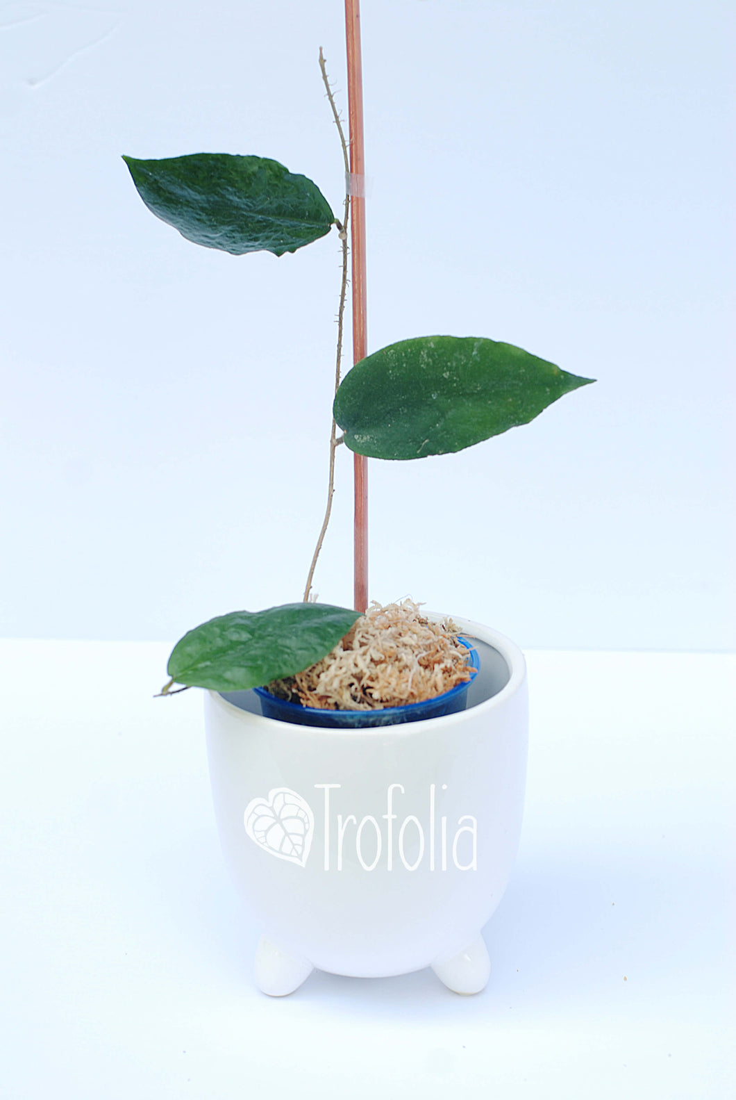 Hoya Caudata 'Green' - Trofolia