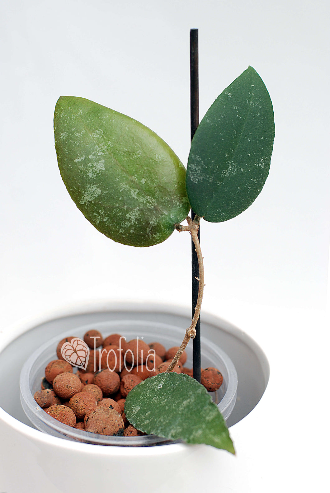 Hoya Caudata 'Sumatra' - Trofolia
