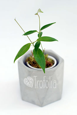 Hoya Dennisii - Trofolia