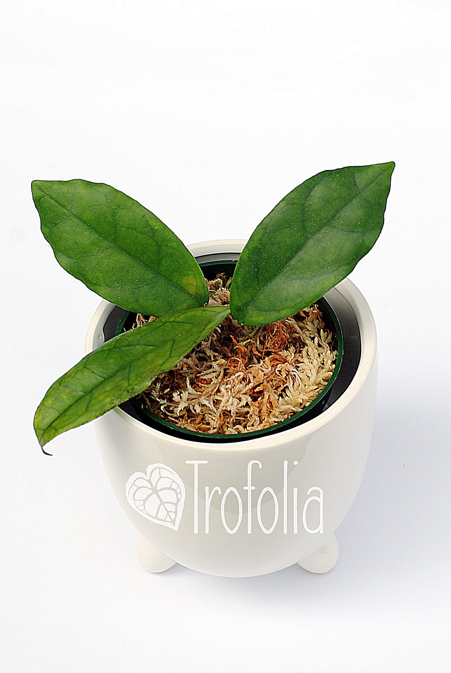 Hoya Finlaysonii Lalia #V - Trofolia