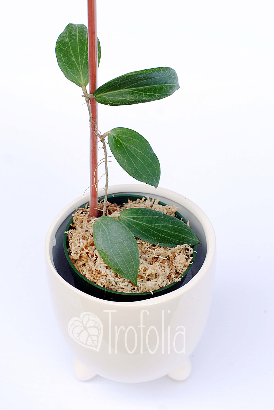 Hoya Fitchii - Trofolia