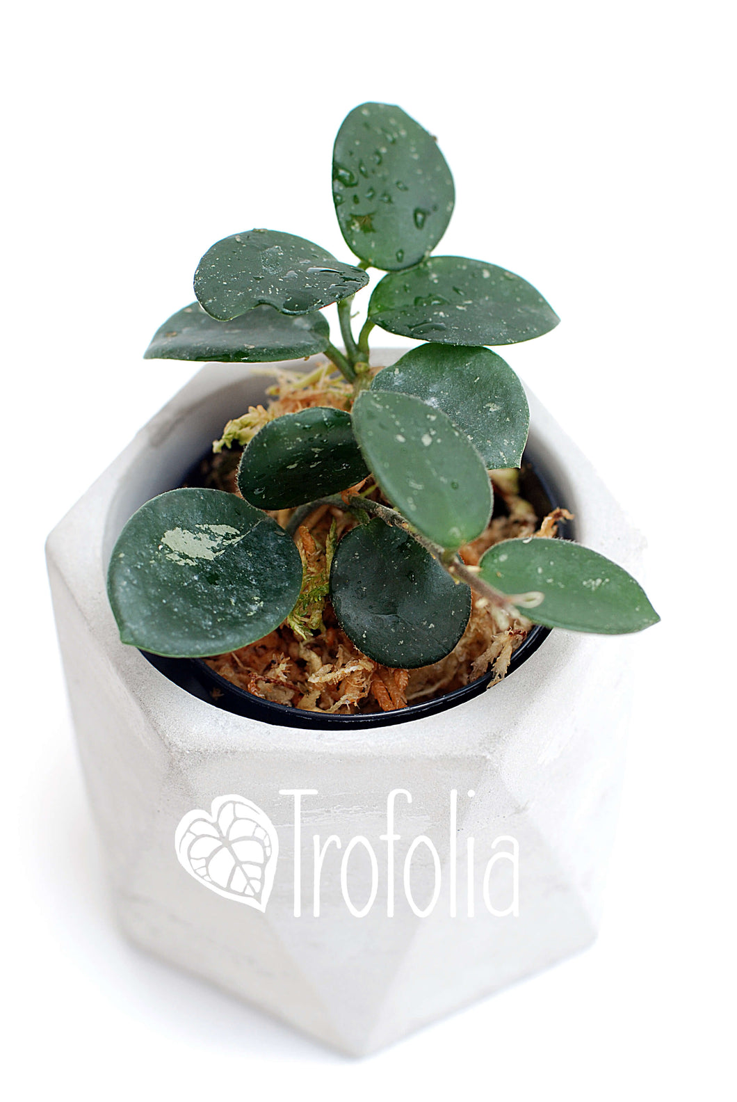 Hoya Mathilde - Trofolia