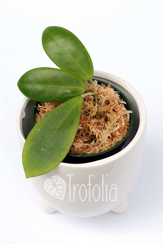 Hoya Mindorensis 'Red Star' - Trofolia