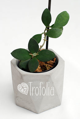 Hoya Nummularioides - Trofolia